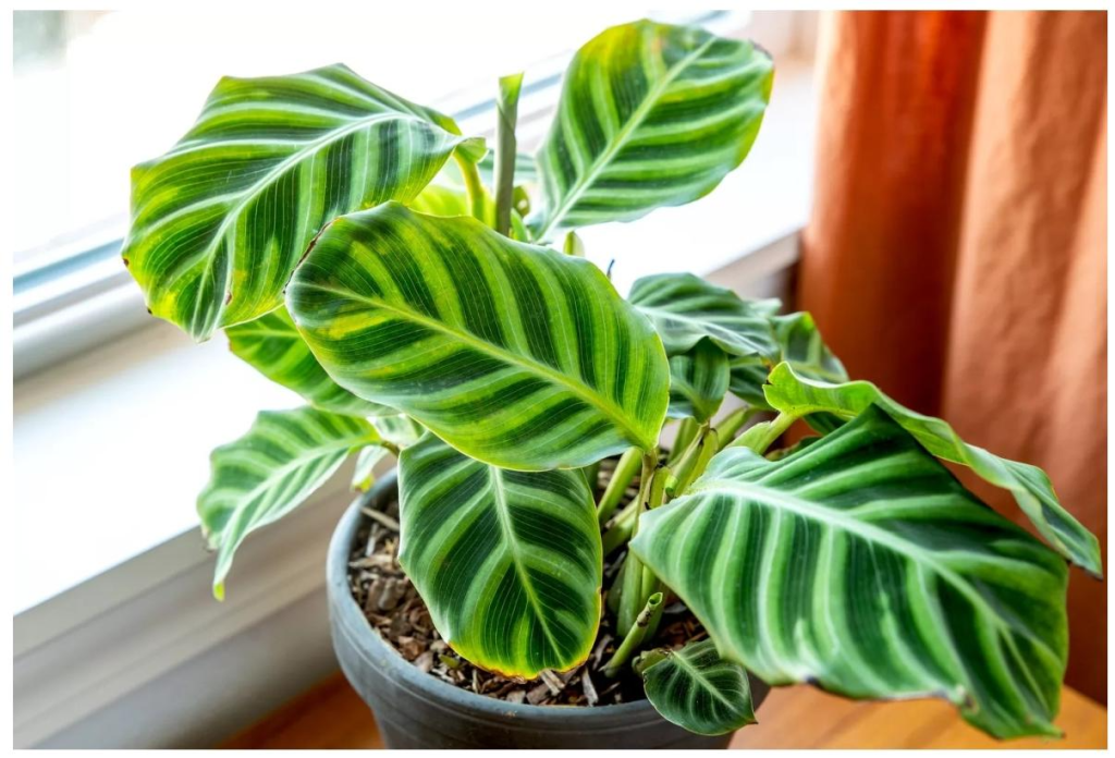 The Ultimate Guide to Growing Maranta Leuconeura and Hoya Plants