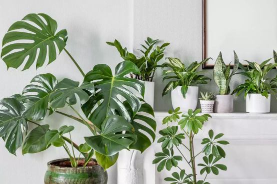 The Ultimate Guide to Making Potted Plants Fuller and Bushier