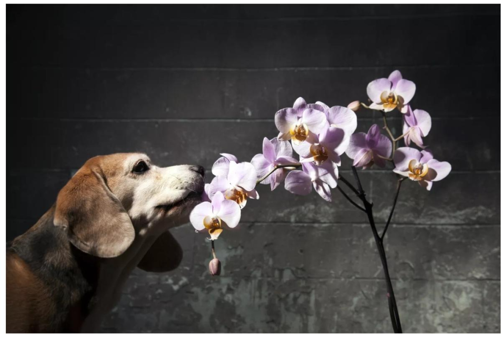 The Ultimate Guide to Pet-Safe Houseplants: Orchids, Succulents, and More